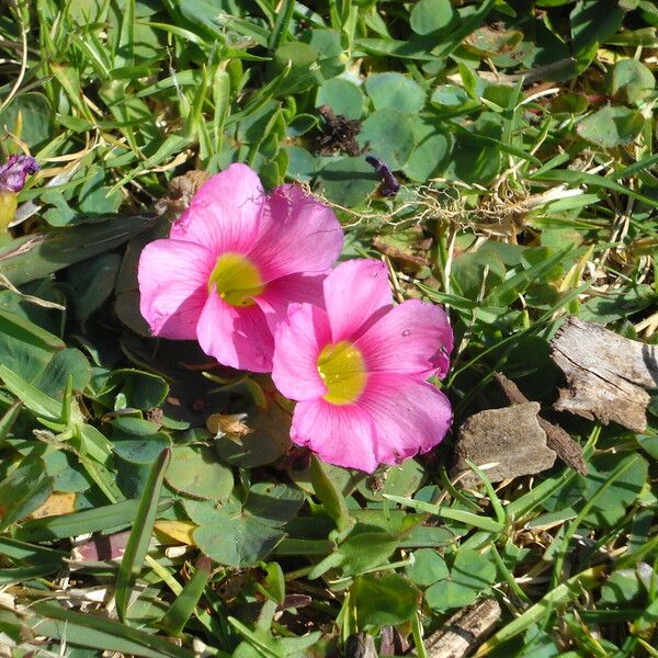 Oxalis purpurea 花