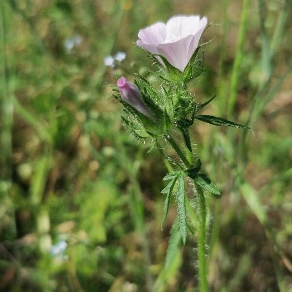 Malva setigera Flower