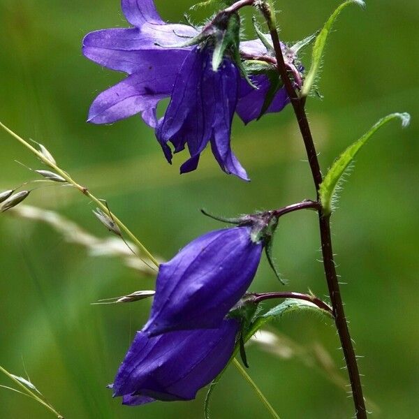 Campanula sibirica Květ