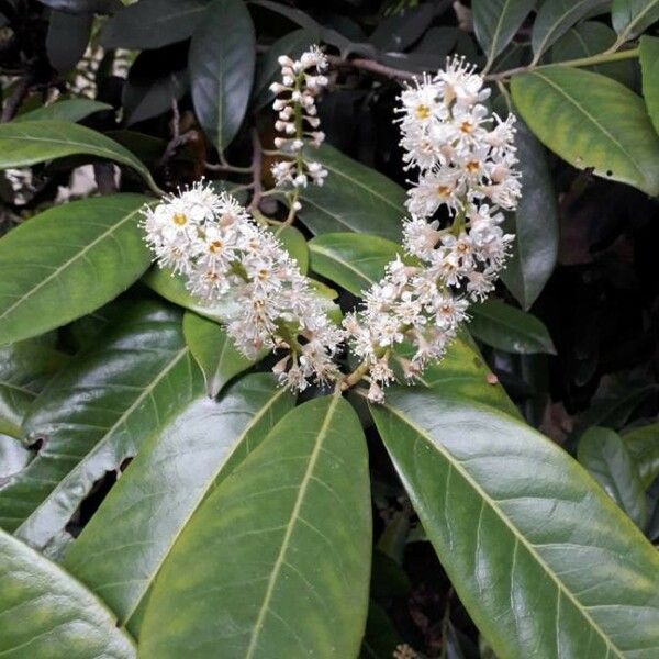 Prunus laurocerasus Květ