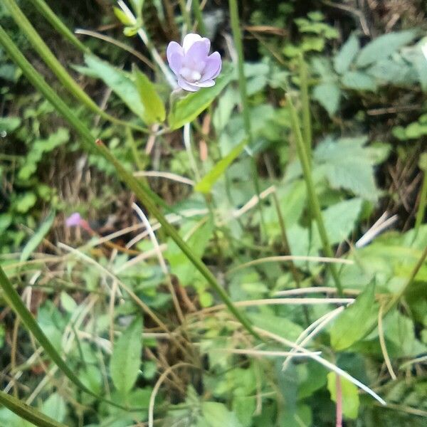 Epilobium hornemannii Blomma