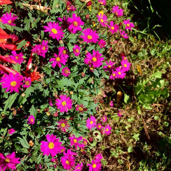 Senecio elegans Plante entière