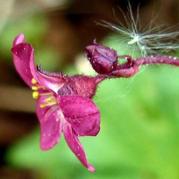 Saxifraga rosacea Flower