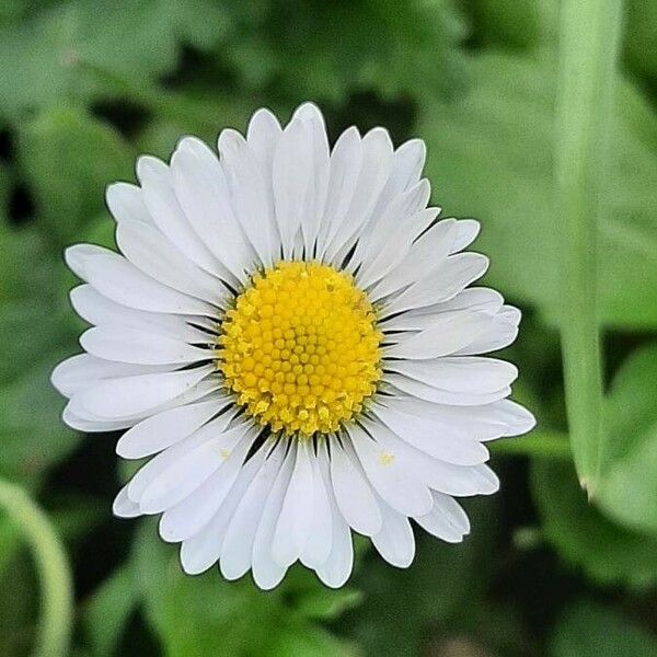 Bellis annua Flower