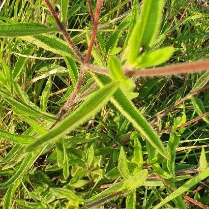 Aspilia mossambicensis Leaf