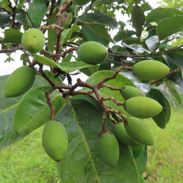 Vantanea occidentalis Fruit