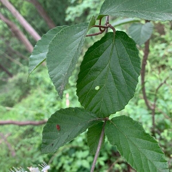 Viburnum dilatatum Foglia