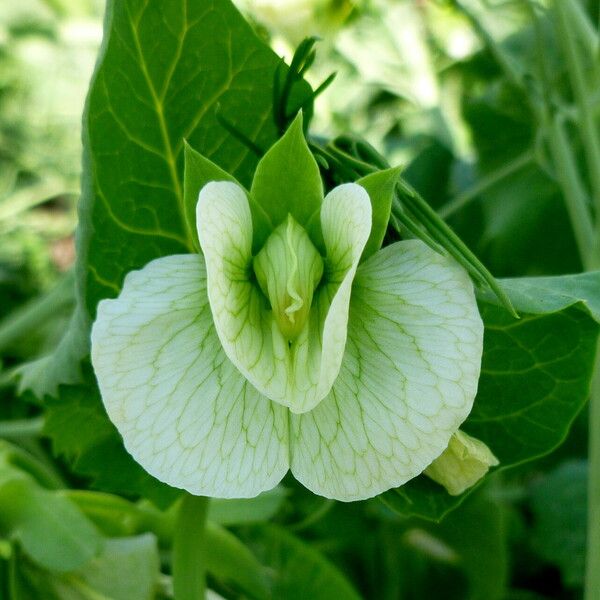 Phaseolus vulgaris Květ