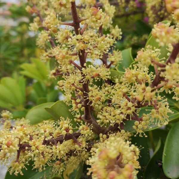 Heptapleurum arboricola Flower