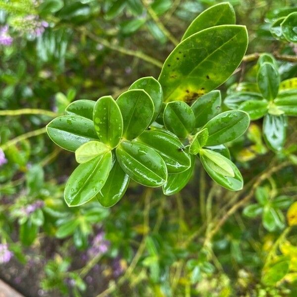Hebe salicifolia Φύλλο