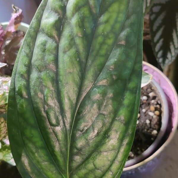 Monstera siltepecana Leaf