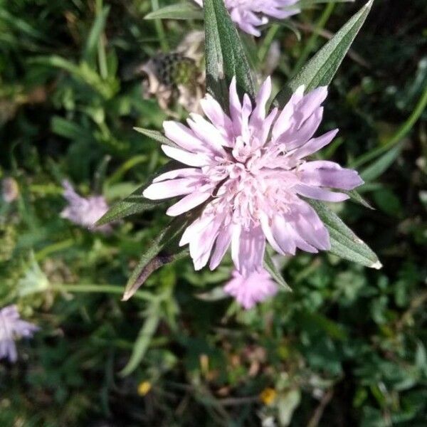 Knautia arvensis Flower