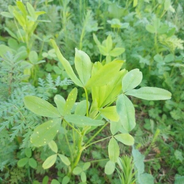 Trifolium alexandrinum Листок