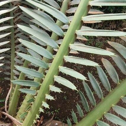 Encephalartos tegulaneus Blad