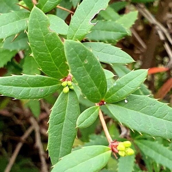 Berberis julianae Folha