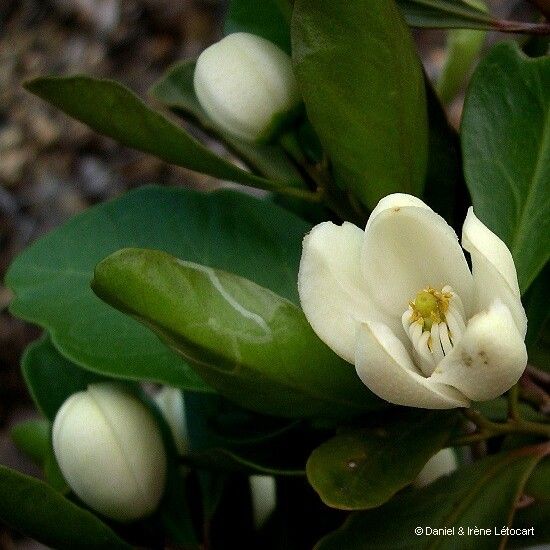 Citrus neocaledonica Kvet