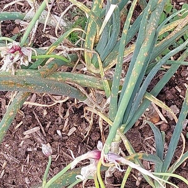 Allium scorodoprasum Leaf