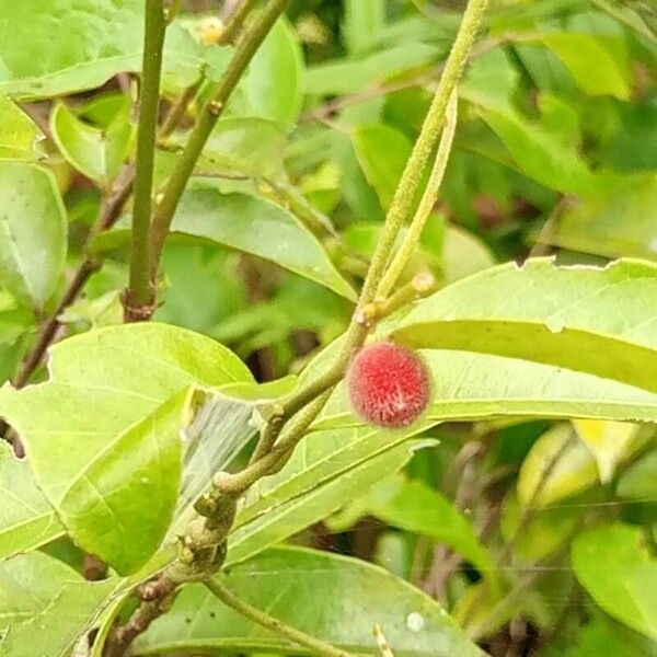 Chaetocarpus africanus Fruchs