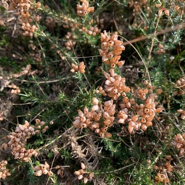 Erica cinerea Flor