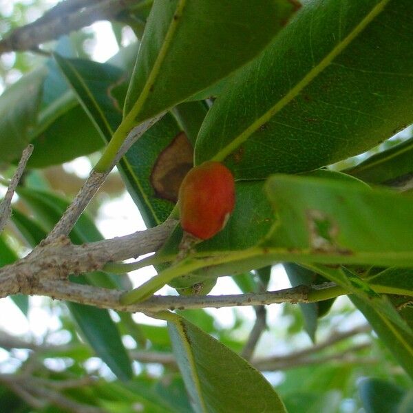 Drypetes deplanchei Fruit