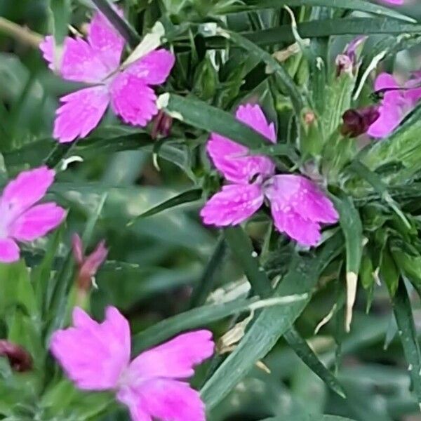 Dianthus armeria Flower