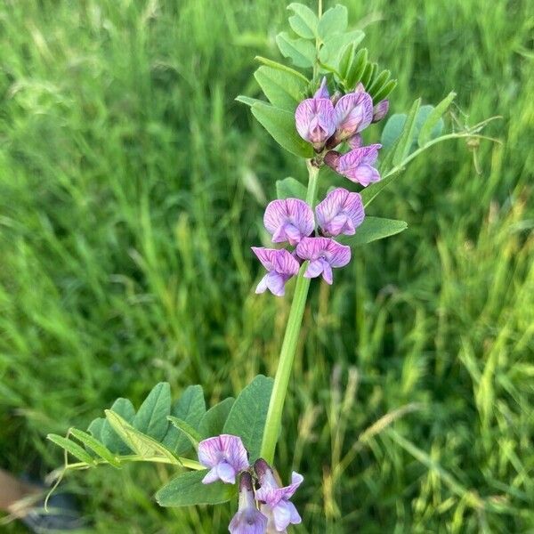 Vicia sepium ফুল