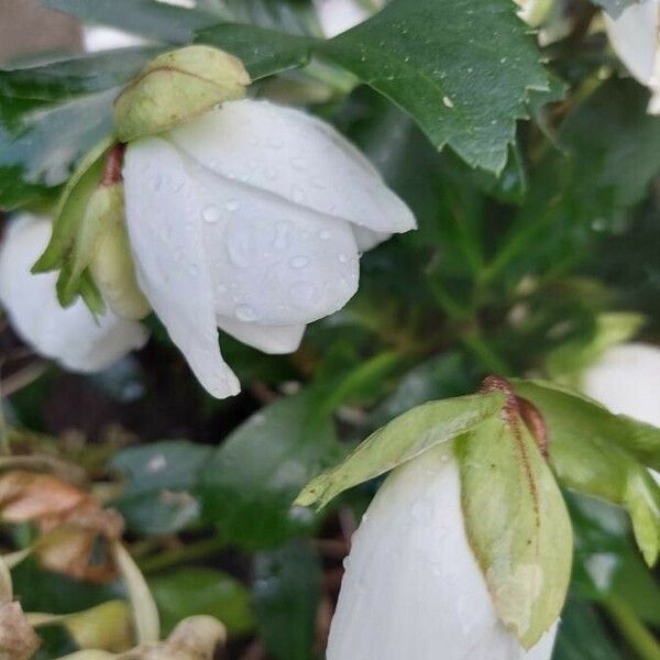 Helleborus niger Blomst