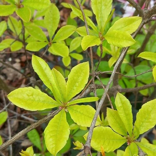 Rhododendron periclymenoides Folha