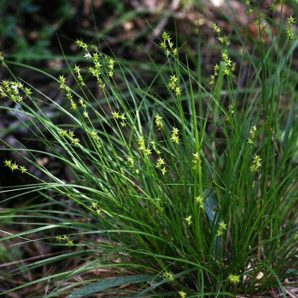 Carex echinata Celota