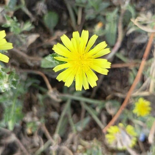 Helminthotheca echioides Blüte