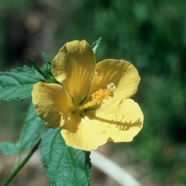 Pavonia spinifex Blomst