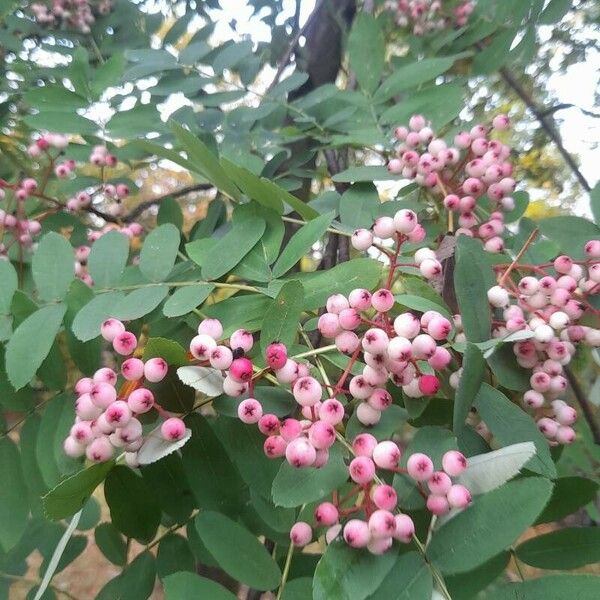 Sorbus vilmorinii Leaf