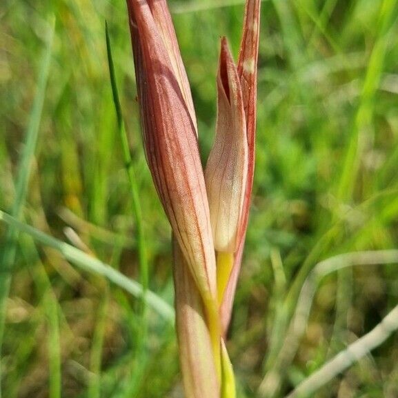 Serapias parviflora Λουλούδι