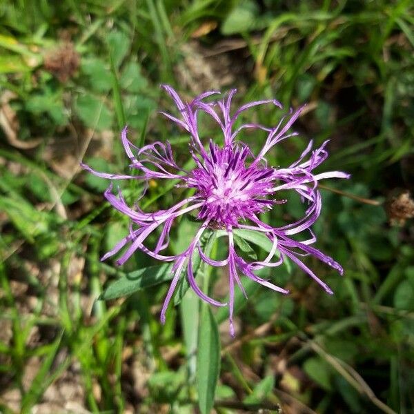 Centaurea jacea Fiore