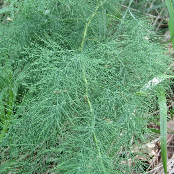 Asparagus tenuifolius ᱥᱟᱠᱟᱢ