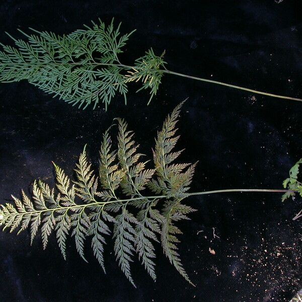 Onychium siliculosum Habit