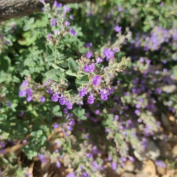 Nepeta racemosa Květ