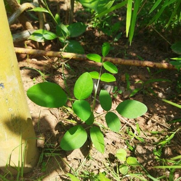 Clitoria ternatea برگ