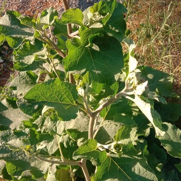 Arctium tomentosum Ліст