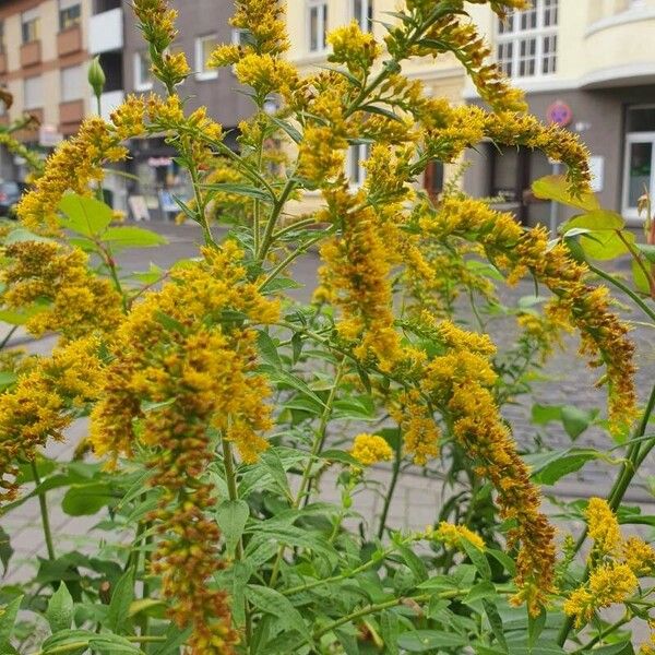 Solidago rugosa Blomst