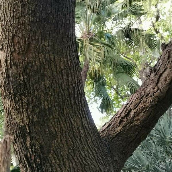 Corymbia ficifolia Kôra