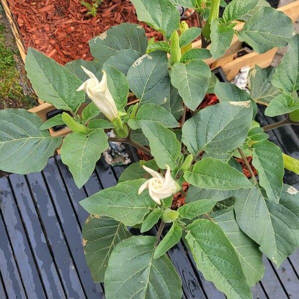 Datura innoxia List