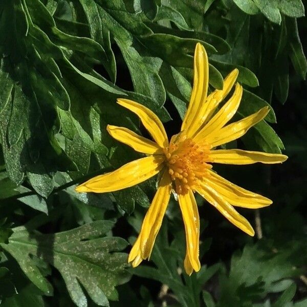 Euryops pectinatus Квітка