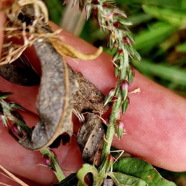 Achyranthes aspera Fruit