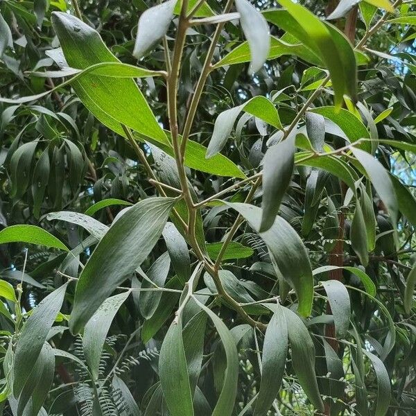 Acacia melanoxylon ഇല