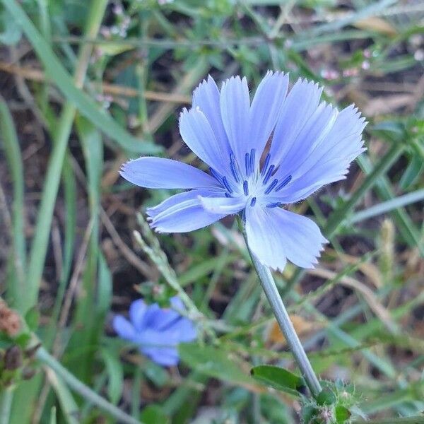 Cichorium endivia Kwiat