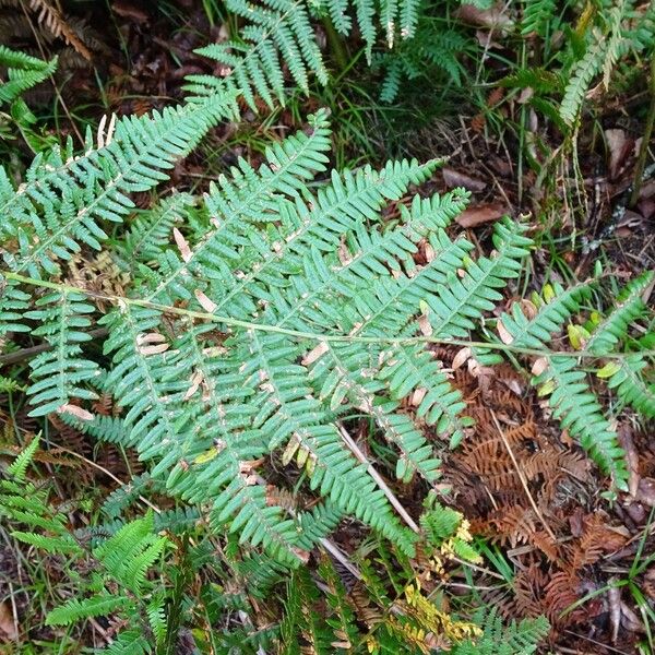 Pteridium aquilinum Lehti