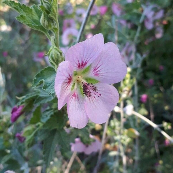 Anisodontea scabrosa Flower