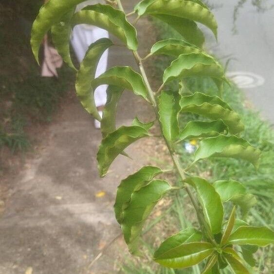 Trichostigma octandrum Συνήθη χαρακτηριστικά