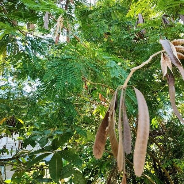 Leucaena leucocephala Folha